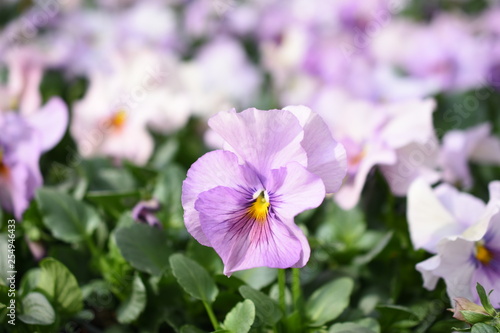 Stiefmütterchen Viola x wittrockiana Gartenpflanze Frühlingslbüher Frühlingsbote Blüte lila lavenda