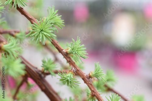 Lärche Hängelärche japansisch Larix kaempferi Nadeln Nadelgehölz winterhart Gartenpflanze
