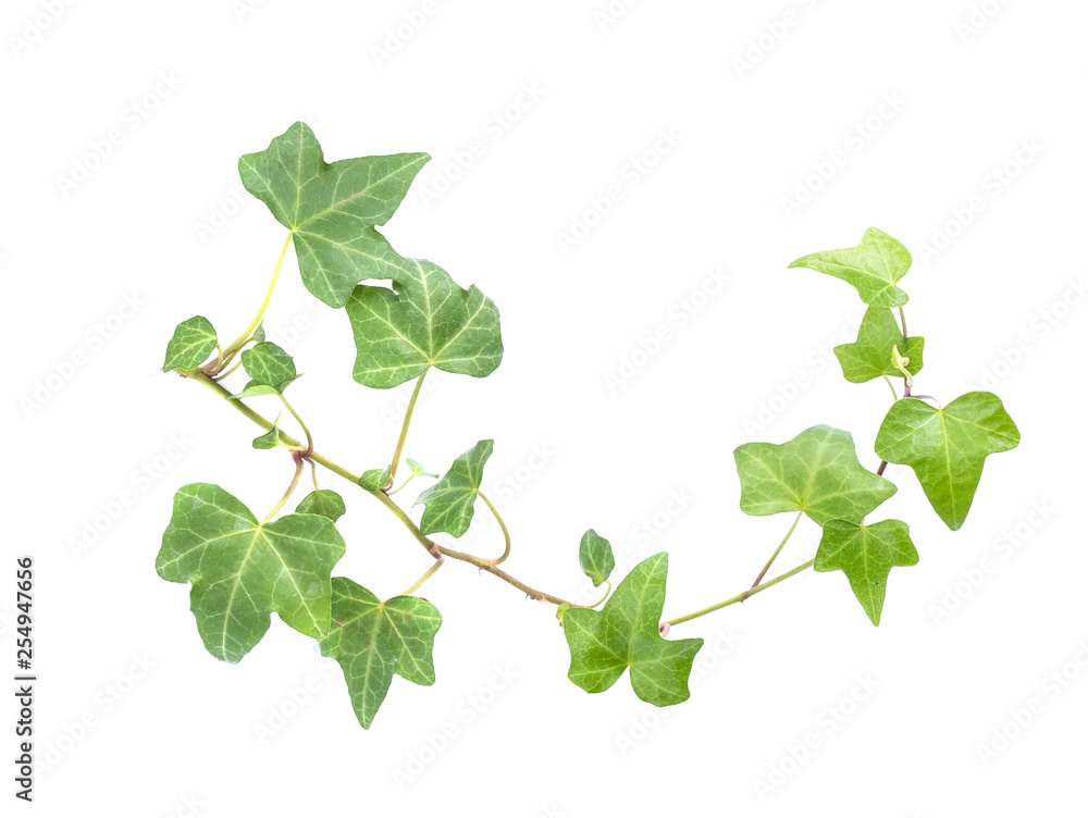 ivy leaves isolated on a white background ivy leaves isolated on a white background