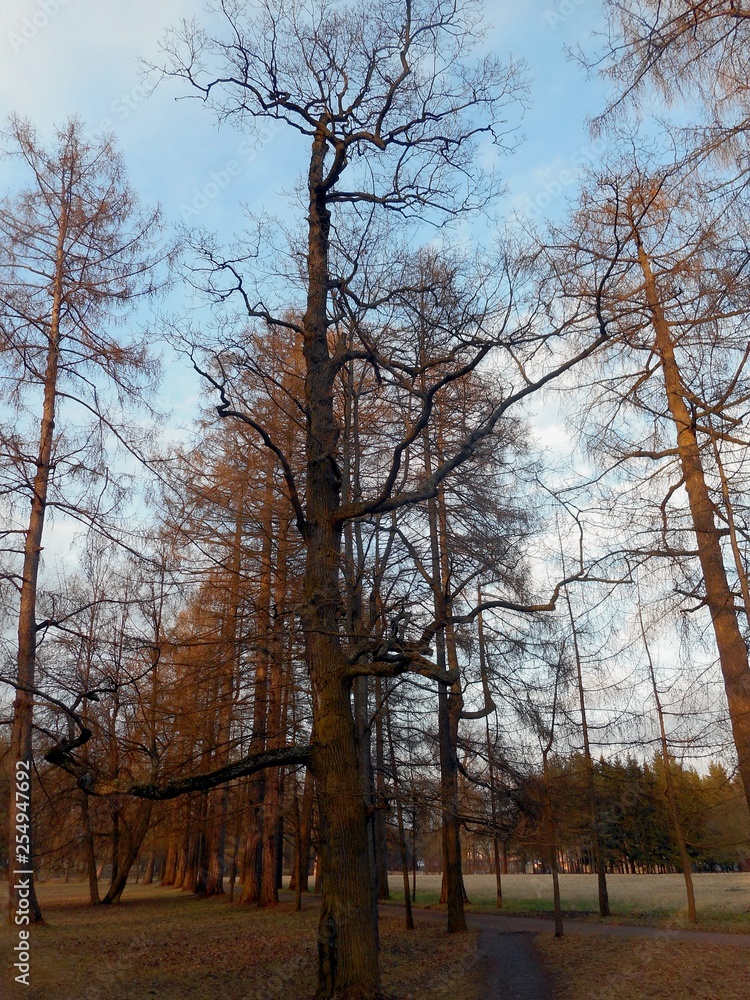 molodaya zelen' na derev'yakh. park s ukrashenymi stvolami derev'yev Возможно, вы имели в виду: молодая зелень на деревьях. парк с красными стволами деревьев 63/5000 young greens on the trees. park w molodaya zelen' na derev'yakh. park s ukrashenymi stvolami derev'yev Возможно, вы имели в виду: молодая зелень на деревьях. парк с красными стволами деревьев 63/5000 young greens on the trees. park w