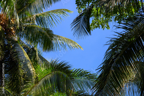 Coco palm forest on blue sky. Palm leaf natural frame. Green palm tropical landscape photo. Exotic place for vacation