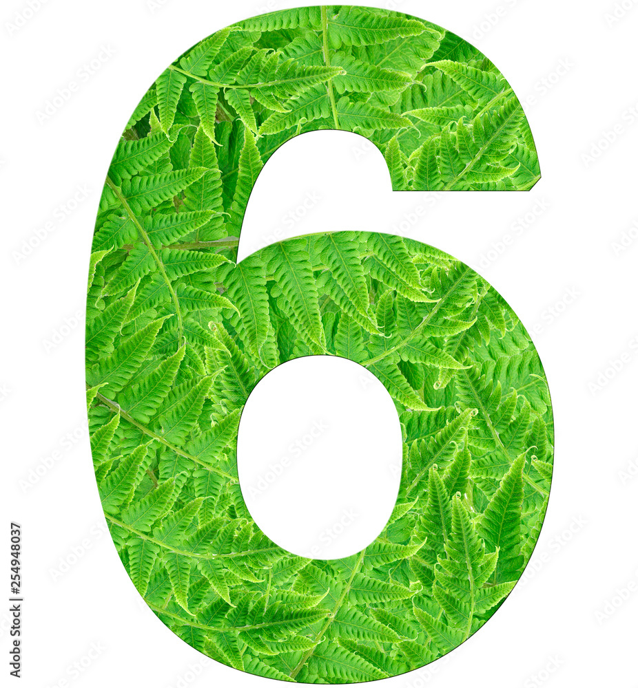 Number 6 With Fern Texture Isolated On White Background Font number-6-with-fern-texture-isolated-on-white-background-font