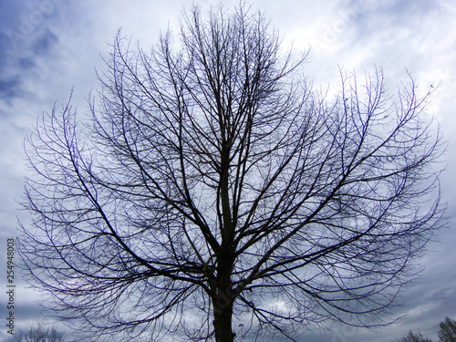 Фотография Silhouette tree on cloudy sky