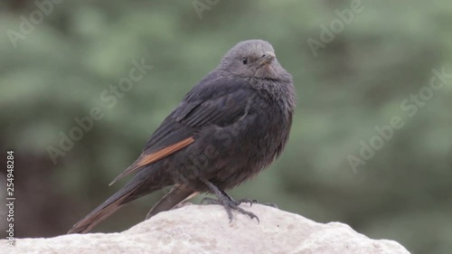 Tristram's grackle standing on a Rock photo