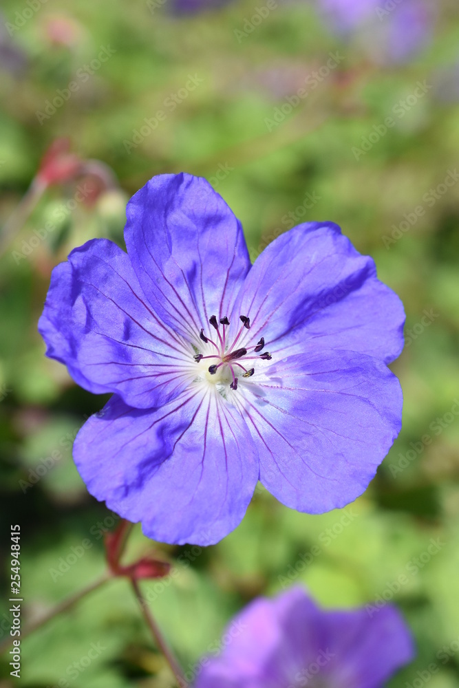 Strochschnabel Geranium Rozanne Blüte Blau Staude Sonennstuade Sommerblüher winterhart Strochschnabel Geranium Rozanne Blüte Blau Staude Sonennstuade Sommerblüher winterhart