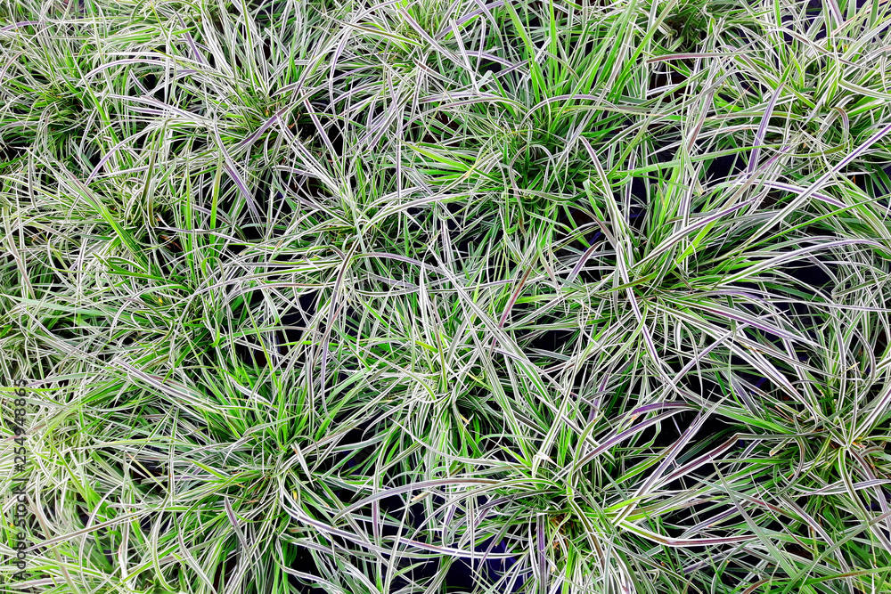 exotic green grass texture exotic green grass texture