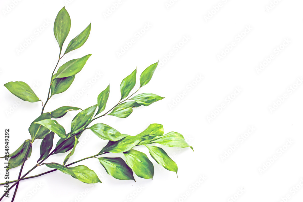 Branches of flowers with green leaves on a white background, isolate Branches of flowers with green leaves on a white background, isolate