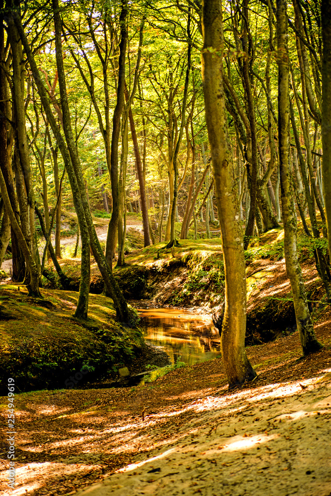 Obraz premium forest with river Orzechowa, Poland, Baltic sea