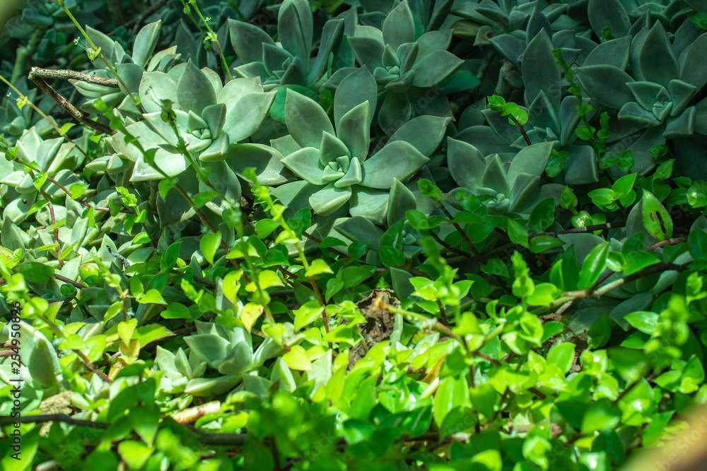 Obraz premium Juicy plants garden