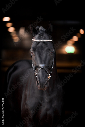 Beautiful horse on a black background
