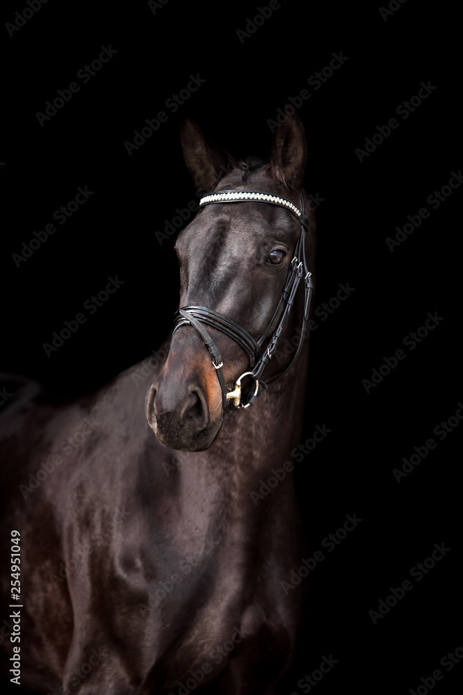 Obraz premium Piękny koń na czarnym tle
