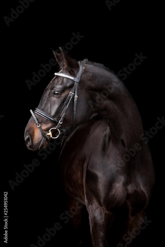 Beautiful horse on a black background © Мария Старосельцева