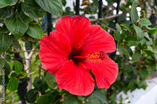 HIBISCUS FLOWER