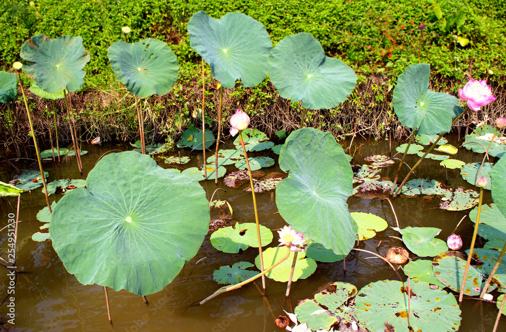 Pink water lily and big green lotus leaves with long stalks are growing in the water at the pond edge Pink water lily and big green lotus leaves with long stalks are growing in the water at the pond edge