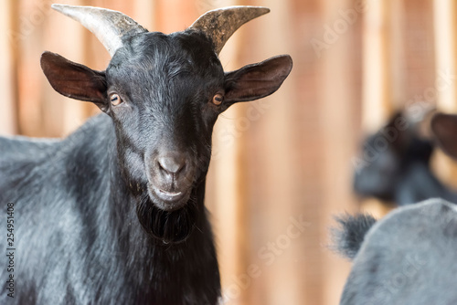 goat black in farm