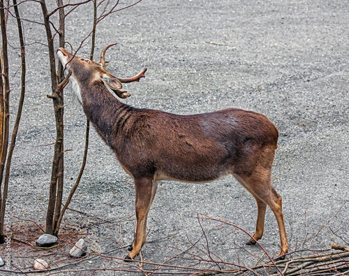 Fototapeta Naklejka Na Ścianę i Meble -  Eld`s deer also known as the thamin or brow-antlered deer. Latin name - Panolia eldii