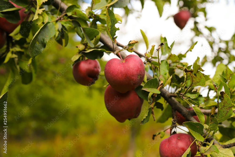 organic red apple orchard. organic red apple orchard.