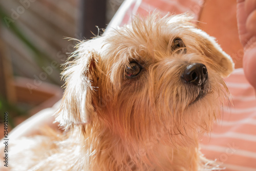 Billede på lærred Schoßhund mit Hundeblick