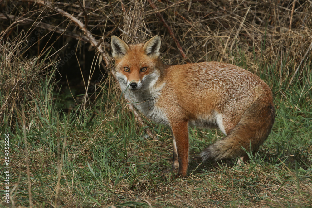 A magnificent Red Fox (Vulpes vulpes) searching for food to eat at the edge of shrubland.	