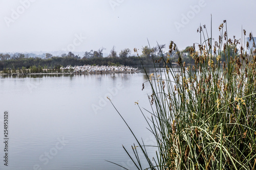 reeds in the lake © Chris Reynolds