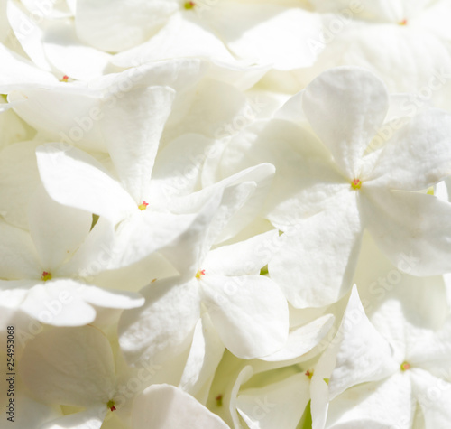 White gentle hydrangea, floral background, romantic soft artistic image, concept for a wedding. Selective focus