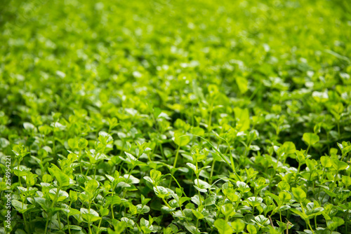 Field of green clover - Saint Patrick's day 