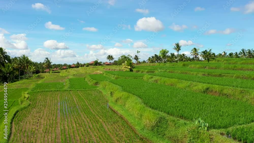 Bali, Rice fields in Ubud, view from above. 4k Aerial drone footage