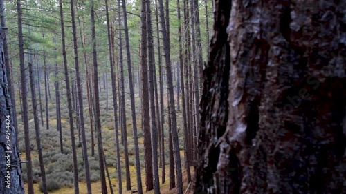 temperate coastal coniferous forest pan with tall thin pine trees and moss, heather covered flooring during a sunny winters day. photo