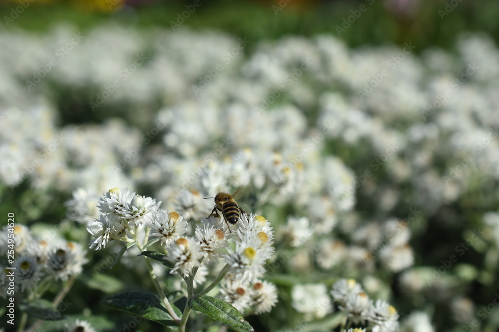 kleinblütige Strohblume Gartenpflanze Helichrysum Staude winterhart Insektenfutterpflanze Biene Bienen Blüte weiß kleinblütige Strohblume Gartenpflanze Helichrysum Staude winterhart Insektenfutterpflanze Biene Bienen Blüte weiß