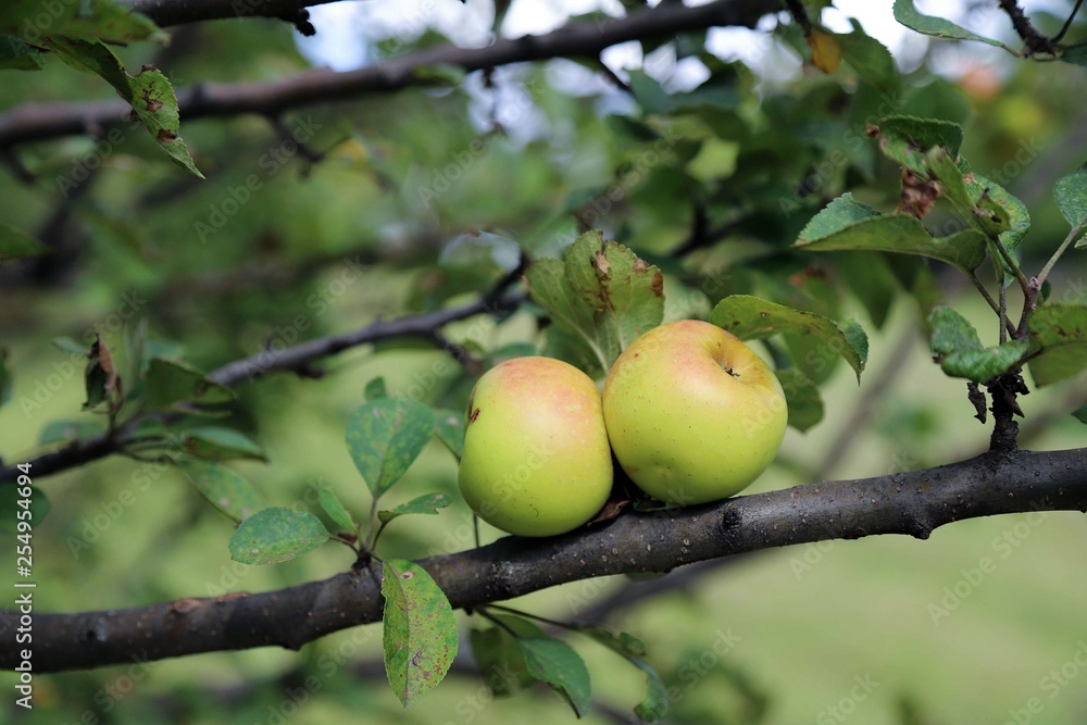 organic red apple orchard.