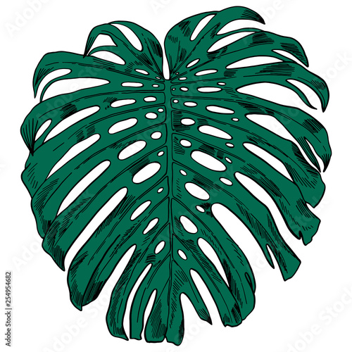 Vector illustration with tropical monstera leaves exotic jungle