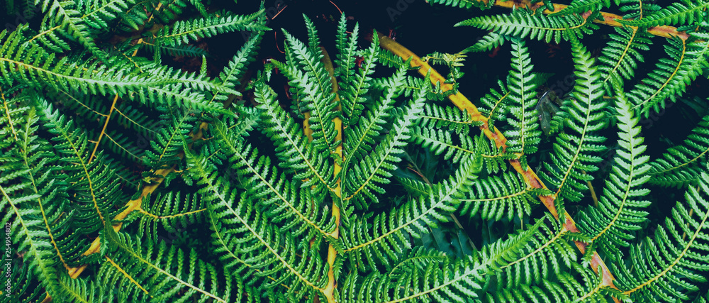 Beautiful green leaves of the fern in autumn. Natural background concept.
