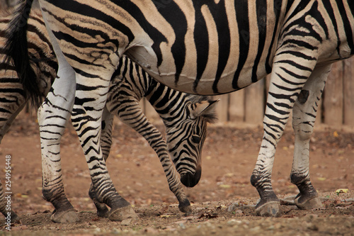 Zebra baby