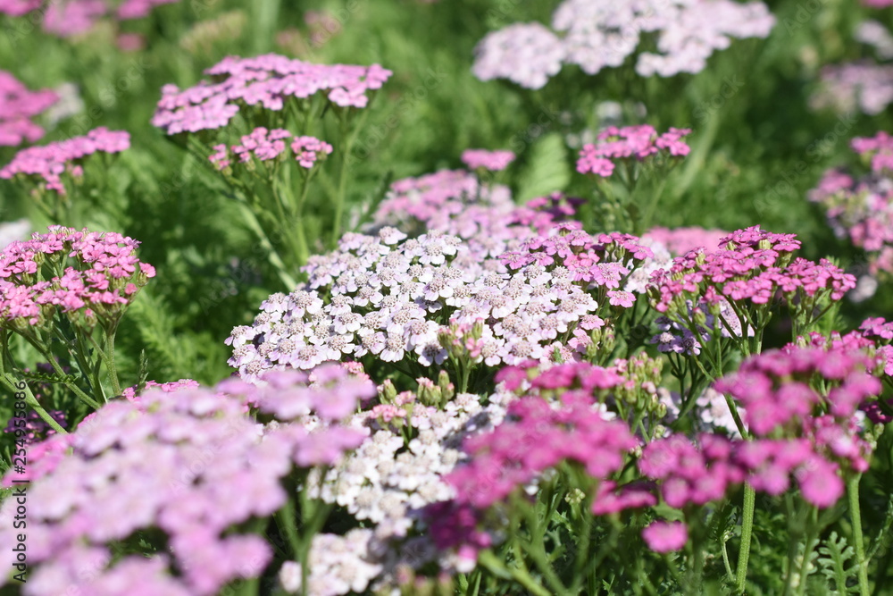 Gartenpflanze Staude Schafgarbe Achillea Lilac Beauty winterhart Sonnenstaude Gartenpflanze Staude Schafgarbe Achillea Lilac Beauty winterhart Sonnenstaude