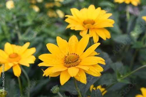 Gartenpflanze Staude Sonnenblume Sole winterhart Blüte gelb Gartenpflanze