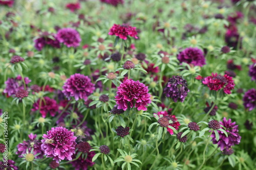 Witwenblume Knautia arvensis Gartenpflanze N  hkisselchen Wiesenskabiose Staude Winterhart Bl  te Knospe Lila purpur 