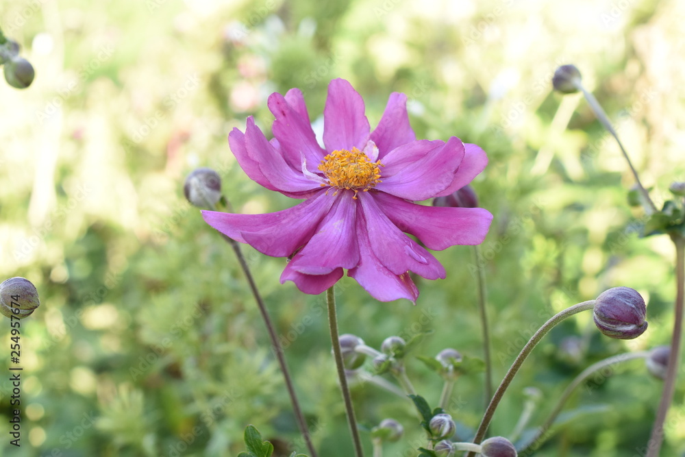 Fototapeta premium Anemone Herbstanemone Gartenpflanze Schattenpflanze winterhart rosa 