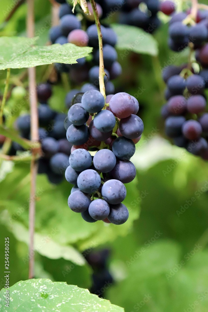 scented black grapes