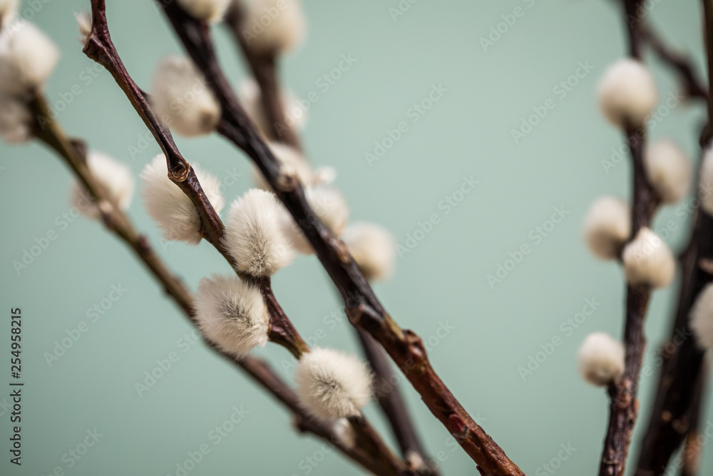 Sal-Weide Kätzchen am Zweig von Weidenkätzchen Baum vor Mint Grün Hintergrund Sal-Weide Kätzchen am Zweig von Weidenkätzchen Baum vor Mint Grün Hintergrund