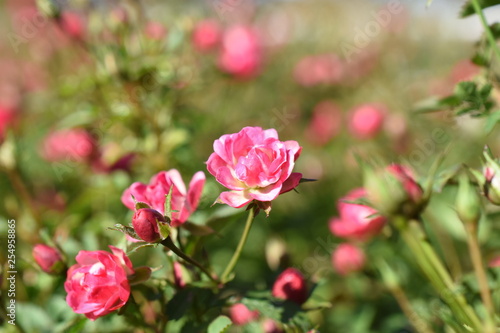 Zwergrose Gartenpflanze kleine Bl  ten pink Bl  te winterhart