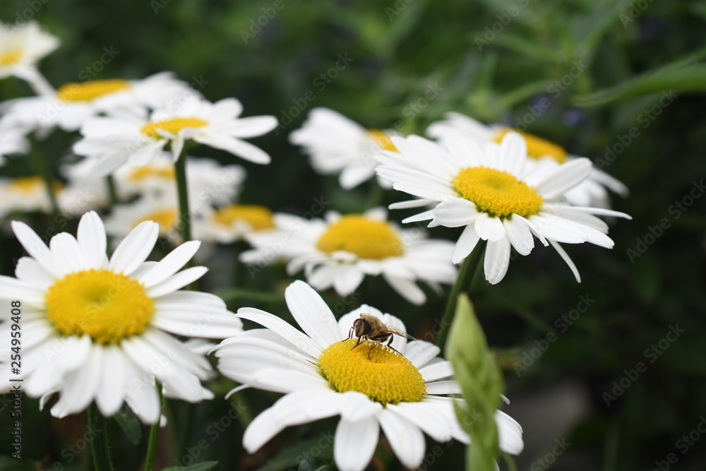 Gartenmargerite Leucanthemum maximum Daisy Mai weiß Insekten Biene Gartenpflanze Staude winterhart Gartenmargerite Leucanthemum maximum Daisy Mai weiß Insekten Biene Gartenpflanze Staude winterhart