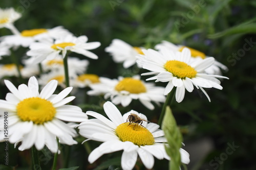 Gartenmargerite Leucanthemum maximum Daisy Mai wei   Insekten Biene Gartenpflanze Staude winterhart