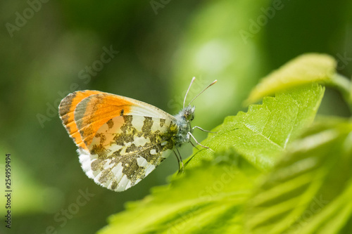 butterfly on leaf © Yasin