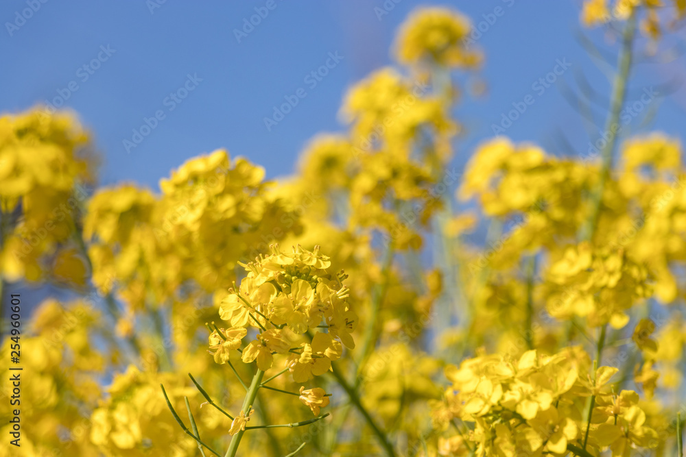 Rape blossoms at Fukuei Sports Plaza, Ichikawa City, Chiba Prefecture, Japan Rape blossoms at Fukuei Sports Plaza, Ichikawa City, Chiba Prefecture, Japan