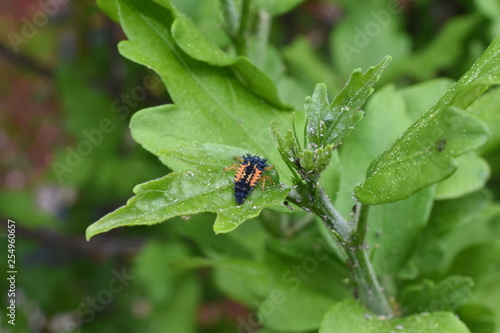 Nützling Insekt Marienkäfer Coccinellidae Larve Psyllobora Eier schlüfpfen Blattläuse Blattlaus Aphidoidea Schädling