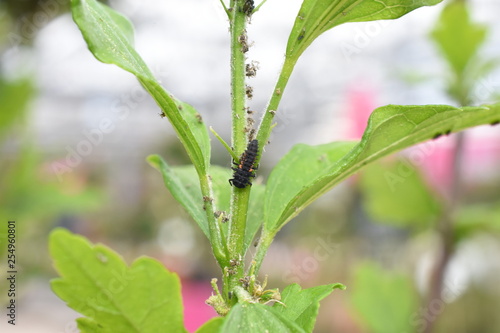 Nützling Insekt Marienkäfer Coccinellidae Larve Psyllobora  Eier schlüfpfen Blattläuse Blattlaus Aphidoidea Schädling photo