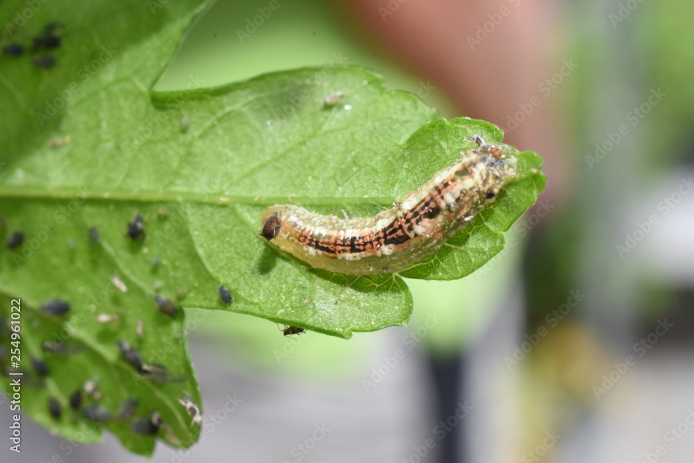 Nützling Insekt Schädling Schwebfliegenlarve Syrphidae Syrphus Blattläuse Blattlaus Aphidoidea Nützling Insekt Schädling Schwebfliegenlarve Syrphidae Syrphus Blattläuse Blattlaus Aphidoidea