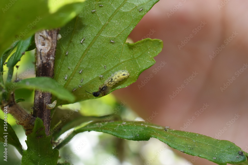 Nützling Insekt Schädling Schlupfwespe Ichneumonidae legt Eier in Schwebfliegenlarve Syrphidae Syrphus Blattläuse Blattlaus Aphidoidea Nützling Insekt Schädling Schlupfwespe Ichneumonidae legt Eier in Schwebfliegenlarve Syrphidae Syrphus Blattläuse Blattlaus Aphidoidea