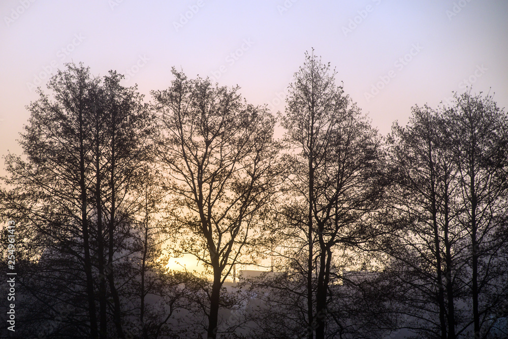 Morning fog in forest Morning fog in forest