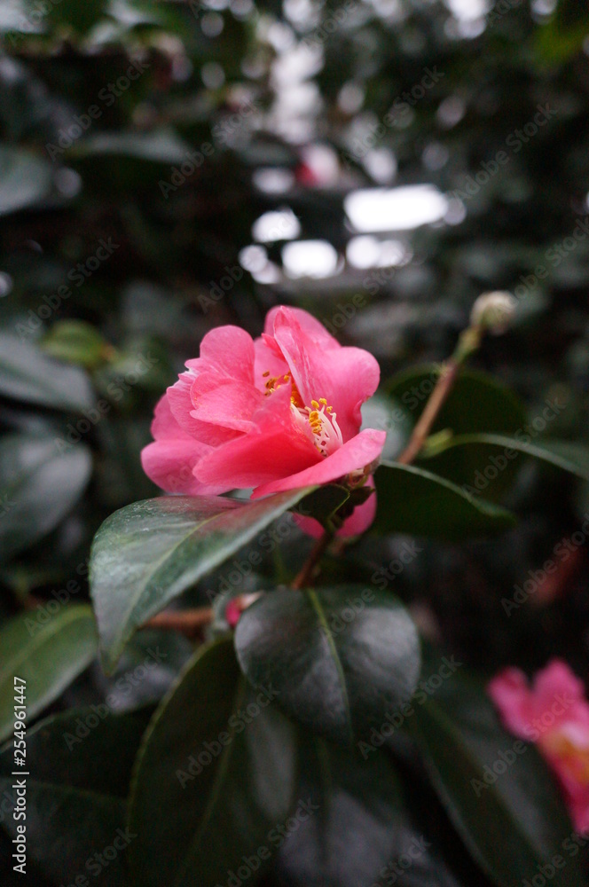 Obraz premium beautiful pink flower